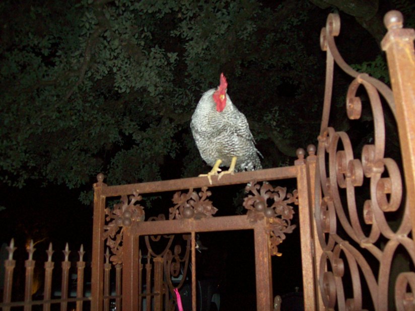 Rooster at night - Evans Weaver